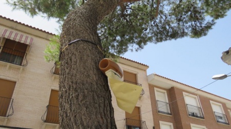 Trampa de feromonas en el pino situado ante el Centro de Mayores de Manzanares