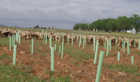 Zonas reforestadas en vías pecuarias de la provincia. Foto: JCCM
