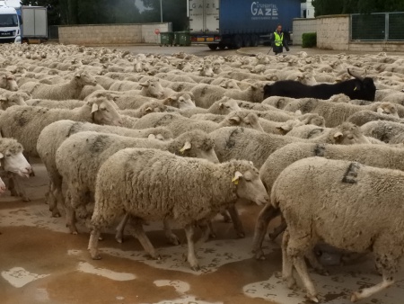 Paso de ovejas por Manzanares - noviembre 2018