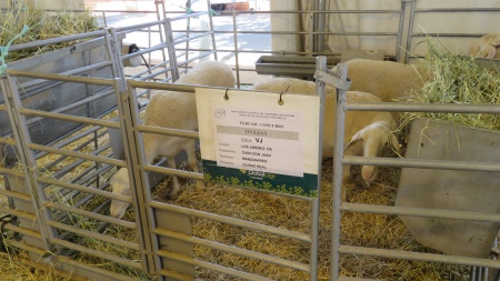 Ejemplares de la ganadería Los Jiménez de Manzanares