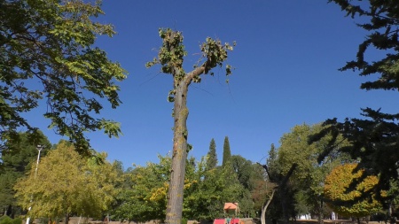 Nuevos brotes en uno de los tilos trasplantados