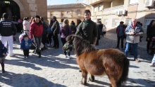 Un poni fue uno de los animales más curiosos en el acto de bendición