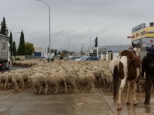 Paso de ovejas por Manzanares - noviembre 2018