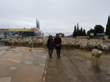 Paso de ovejas por Manzanares - noviembre 2018