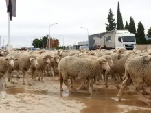 Paso de ovejas por Manzanares - noviembre 2018