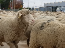 Paso de ovejas por Manzanares - noviembre 2018