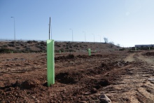 Plantación de 1000 árboles en el polígono industrial