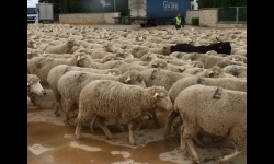 Paso de ovejas por Manzanares - noviembre 2018