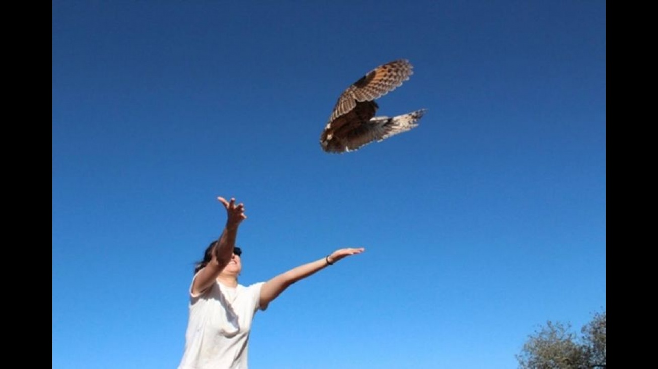 Aves liberadas