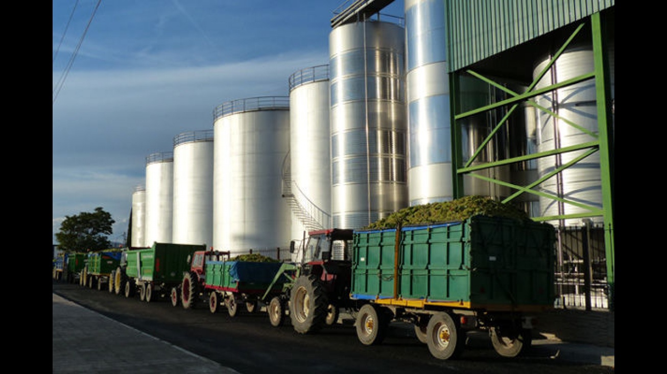 Campaña vendimia. Los cosecheros deben cuidar el transporte de las uvas y que no caiga sobre la calzada