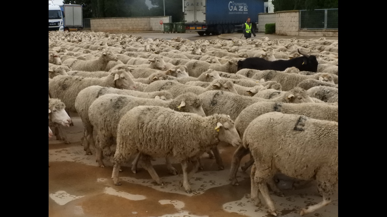 Paso de ovejas por Manzanares - noviembre 2018