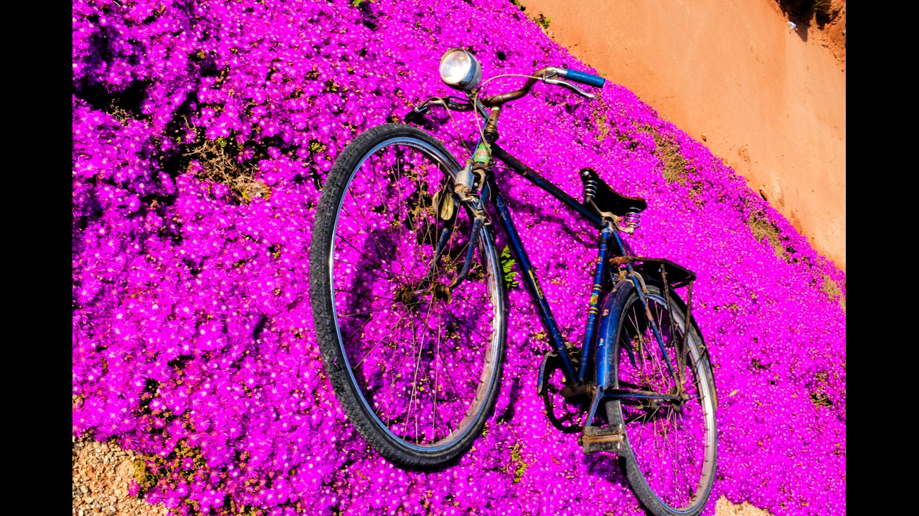 La senda violeta