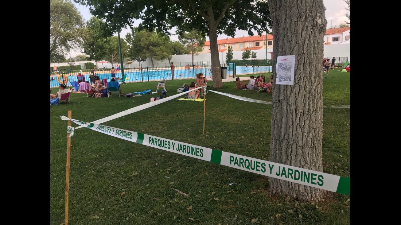 Plaga de galeruca en la piscina municipal