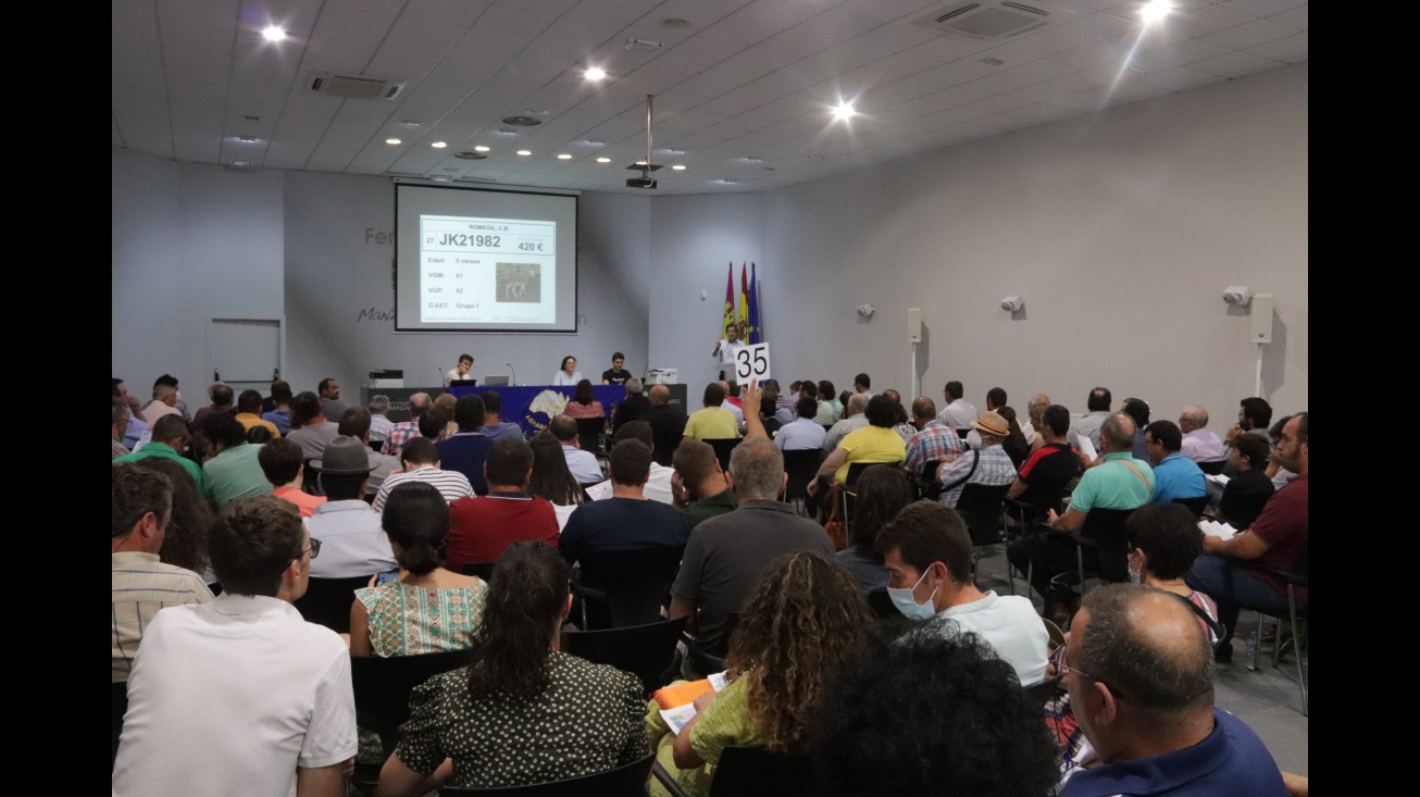 120º subasta de sementales de raza ovina manchega de Agrama (Fercam 2022)