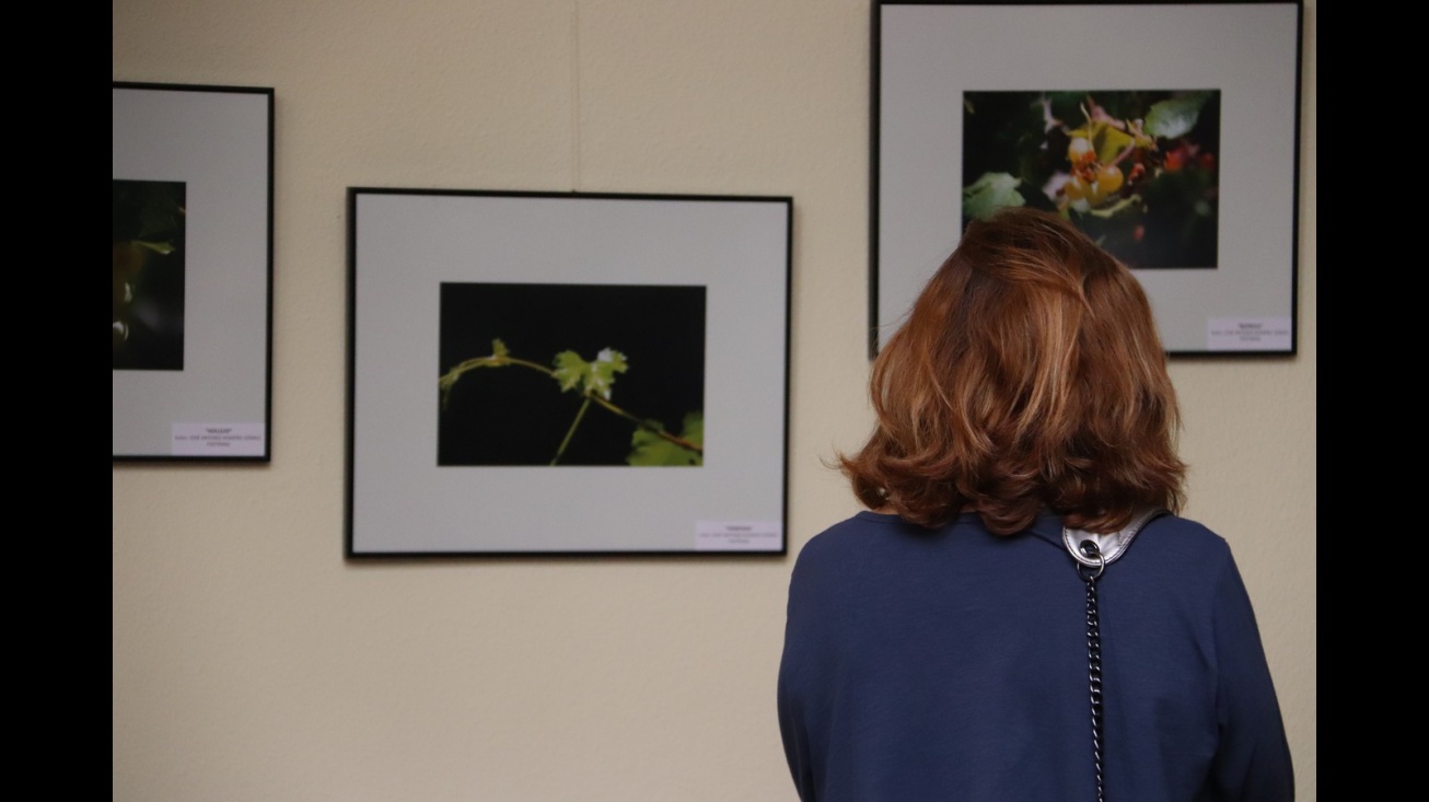 Concurso de fotografía Alma del vino 2023