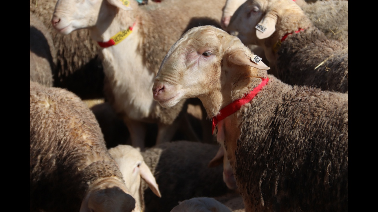 127ª subasta de sementales de raza ovina manchega (Agrama)